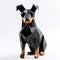 Origami Dobermann Pinscher: Detailed Paper Bear Against White Background