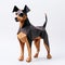 Origami Dobermann Pinscher: Detailed Paper Bear On White Background