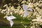 Origami dove on blooming spring tree