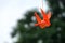 Origami Orange Paper birds hang on tree