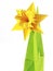 Origami yellow narcissus