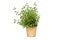 Origano green plant growing on white background isolated