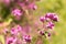 Origanum close up is a genus of herbaceous perennials and subshrubs in the family Lamiaceae on a blurry background