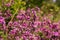 Origanum close up is a genus of herbaceous perennials and subshrubs in the family Lamiaceae on a blurry background