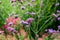 Origanum Laevigatum - Flowering Perennial Plant