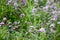 Origanum vulgare or common oregano, wild marjoram in the sunny day