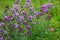 Origanum vulgare or common oregano, wild marjoram in the sunny day