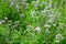 Origanum vulgare or common oregano, wild marjoram in the sunny day