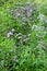 Origanum vulgare or common oregano, wild marjoram in the sunny day