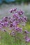 Origanum vulgare L., Oregano, wild marjoram, sweet marjoram purple flowers on a green background.