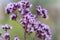 Origanum vulgare L., Oregano, wild marjoram, sweet marjoram purple flowers on a green background.
