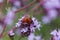 Origanum vulgare L., Oregano, wild marjoram, sweet marjoram purple flowers on a green background. Ladybug on oregano flower