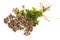 Origanum vulgare oregano herb - spice