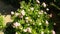 Origanum vulgare, origanum majorana, oregano, close up. One sunny day