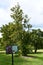 Origin of Magnolias at Lasdon Park and Arboretum in Katonah, New York