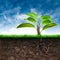 Origin Tree and Soil with Grass in Blue Sky