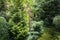 Original background of mixed evergreens Buxus sempervirens, Juniperus squamata Ð’lue carpet, Thuja
