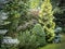 Original background of mixed evergreens Buxus sempervirens, Pinus mugo Pumilio,