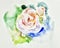 Original beautiful watercolor white rose illustration