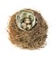 Original bird\'s nest with dollar bills and quail eggs . New business starting by banknotes. Business concept.