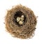 Original bird\'s nest with quail eggs close-up isolated on a white background.