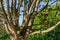 Original branches Rows of Parrotia persica or Persian ironwood trees around evergreen walls of mirror maze in public city