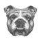 Original drawing of English Bulldog.