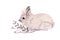 Original drawing of Rabbit. Graphic artwork Black and white colors. Isolated on white background