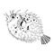 Original drawing of spine porcupine fish