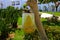 The original ecological trap for flies of yellow plastic hangs on a tree against a background of greenery