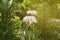 Original flowers on a warm sunny day among green leaves in the summer sun