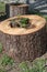 Original garden decoration - tree stump