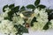 original glass with elderflower liqueur with decoration of elder flowers on wooden background