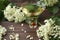 original glass with elderflower liqueur with decoration of elder flowers on wooden background