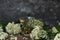 original glass with elderflower liqueur with decoration of elder flowers on wooden background