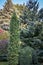 Original green background of a natural mixed texture of evergreens: Buxus sempervirens,