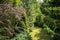 Original green background of a natural mixed texture of evergreens: Pinus nigra, purple barberry Berberis thunbergii Atropurpurea,