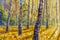 Original hand painted acrylic painting Birch autumn forest tree in park.