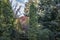 Original multicolor background of evergreens: Thuja occidentalis Columna, Juniperus communis Horstmann, boxwood Buxus sempervirens