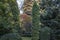 Original multicolor background of evergreens: Thuja occidentalis Columna, Juniperus communis Horstmann, boxwood Buxus sempervirens