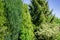 Original multicolor landscape. Green wall hedge of thuja, juniper Skyrocket Juniperus scopulorum, Picea glauca Conica and Omorik