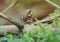 The original natural nature of Russia. Tree small frog close-up. Green moss, branches of an old tree.