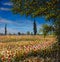 Original oil painting on canvas. Beautiful French landscape, rural landscape Field of red poppies landscape. Modern impressionism