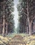 Original oil painting on canvas - Lane of sun-dappled tall eucalyptus trees next to country road in South Africa