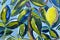Original oil painting close up detail - lemon tree