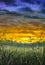 Original oil painting of grass summer field against the background of sky at sunset dawn