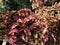 original ornamental plant with bicolor leaves - Coleus Blume