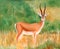 Original painting of a beautiful male Thomson\'s Gazelle