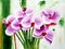 Original painting of beautiful purple phalaenopsis flowers