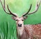Original painting of a male cheetal deer in the grassland of Dhikala, Jim Corbett